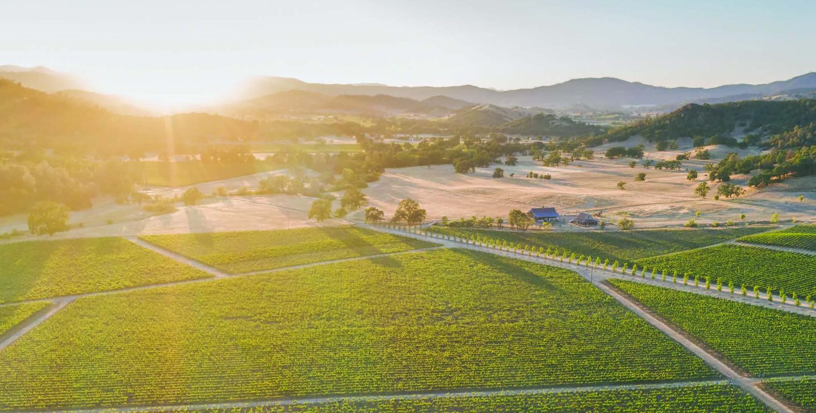 Vineyards at the Cervantes family ranch in Pope Valley